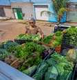 Escolha de alimentos da nova cesta básica também tem como objetivo gerar renda para pequenos produtores rurais  Foto: Reprodução/Roberta Aline/ MDS