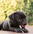 Alguns cães conquistam as pessoas pela fofura  Foto: Ezzolo | Shutterstock / Divulgação