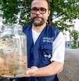 Colocados em locais com água acumulada, criadouros do mosquito da dengue, o peixe barrigudinho come as larvas entes que virem mosquitos  Foto: Edu Kapps/SMS-Rio