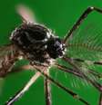 A doença transmitida pelo Aedes aegypti já causou mais de 1 milhão de casos no Brasil em 2024  Foto: Getty Images / BBC News Brasil
