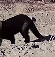 Gato-mourisco, felino raro e considerado um dos menores do mundo, é flagrado em Goiás  Foto: Divulgação/Legado Verdes do Cerrado