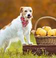Oferecer frutas que não são digeridas pelo organismo do cão afeta a sua saúde  Foto: Reddogs | Shutterstock / Portal EdiCase