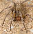 Conhecida pelo veneno mortal, a aranha-armadeira pica criança de 3 anos em Minas Gerais (Imagem: Rodrigo Tetsuo Argenton/CC-BY-4.0)  Foto: Canaltech
