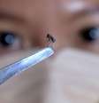 Mosquitos 'Aedes aegypti' são vetor de transmissão da dengue  Foto: Getty / BBC News Brasil