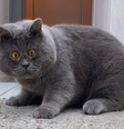 Gato vesgo supera distúrbio e vira hit nas redes sociais  Foto: Reprodução/Redes Sociais/@fedja_kot