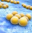 Estafilococo aureus (Staphylococcus aureus resistente à meticilina)  Foto: iStock