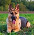 Cachorros da raça pastor alemão são fáceis de cuidar   Foto: Barat Roland | Shutterstock / Portal EdiCase