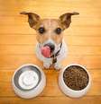 É importante se atentar aos alimentos oferecidos aos pets, pois alguns oferecem riscos à saúde deles  Foto: Vibe Images | Shutterstock / Portal EdiCase