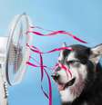 O calor extremo pode colocar a saúde de cães e gatos em risco  Foto: Ellina Balioz | Shutterstock / Portal EdiCase