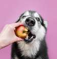 Algumas frutas podem ser benéficas para a saúde dos cachorros  Foto: Ellina Balioz | Shutterstock / Portal EdiCase