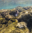 Recifes cobertos com coral-baba-de-boi (Palythoa caribbaeorum) na área de pesquisa da Biofábrica de Corais em Porto de Galinhas   Foto: Fernando Frazão/Agência Brasil