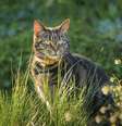 Gatos podem sentir qualquer energia do mundo astral  Foto: iStock