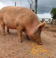 Porca Adelaide, que vive no Santuário Animal Sente  Foto: Divulgação / Redação Planeta