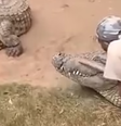 Crocodilo ataca tratador durante apresentação em zoológico na África do Sul  Foto: Reprodução/Redes Sociais