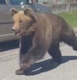 Urso à solta ataca cinco pessoas em destino turístico na Eurpa  Foto: Reprodução/Redes Sociais