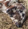 Bezerro nasce com duas cabeças e quatro olhos e vira 'sensação' na web  Foto: Divulgação/Redes Sociais/Breaux Farms LLC