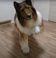 “Cachorro-humano”: Um dos casos mais emblemáticos envolvendo uma pessoa que se transformou é o de Toco, um japonês que gastou mais de R$ 70 mil em uma fantasia realista de cachorro.  Foto: Reprodução Youtube / Flipar