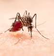 Entenda o que fazer para evitar a dengue |  Foto: jcomp/Freepik / Boa Forma