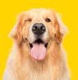 Curiosidades sobre a raça golden retriever revelam traços da história e características dos cães  Foto: Vinicius Florio | Shutterstock / Portal EdiCase