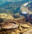 Serpente de quase 7 metros foi encontrada no rio Formoso e já foi objeto de estudos e documentários  Foto: Reprodução/Instagram/@cdimitrius
