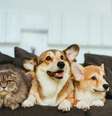 O tutor deve tomar cuidado para que os pets não tenham contato com itens tóxicos  Foto: LightField Studios | Shutterstock / Portal EdiCase