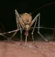 Diferente do mosquito da dengue, os mosquitos do gênero Culex não têm listras no corpo, como os pernilongos (Imagem: Franco Patrizia/Pixabay)  Foto: Canaltech
