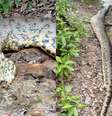 Sucuri Ana Julia foi encontrada morta em Bonito (MS)  Foto: Perfil Brasil