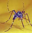 Muito mais que dengue, o mosquito Aedes aegypti pode transmitir zika, febre amarela e chikungunya (Imagem: CDC/ Harry D. Pratt)  Foto: Canaltech