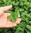 Atraia sorte com este amuleto  Foto: Shutterstock / João Bidu