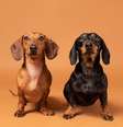 Cães salsicha podem desaparecer da Alemanha se nova lei for aprovada  Foto: Imagem ilustrativa/Freepik