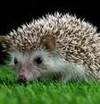 Confusão em hospital veterinário inglês envolve bebê ouriço  Foto: Freepik