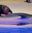 Golfinho morre em zoológico da Suécia após ser sufocado por alga artificial  Foto: Reprodução/Redes Sociais/@dolphin_project