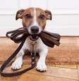 A coleira e a guia são importantes para garantir a segurança do cachorro em passeios  Foto: Javier Brosch | Shutterstock / Portal EdiCase