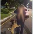 Bebê foi encontrado andando com cachorro caramelo em Belém (PA)  Foto: Reprodução/TV Globo