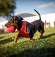 Cão da raça dachshund  Foto: Capuski/iStock