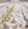 Japão e China foram os países que mais importaram carne de frango do Brasil  Foto: Canva Fotos / Perfil Brasil