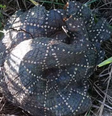 Crianças encontraram uma escultura em formato de cobra na mata e confundiram com animal real  Foto: Foto: reprodução redes sociais