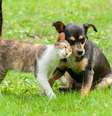 Abandono de animais no Brasil revela falta de posse responsável  Foto: daily_creativity | Shutterstock / Portal EdiCase