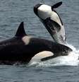 Orcas do tipo baleias-assassinas não são as únicas  Foto: PxHere/Domínio Público / Canaltech