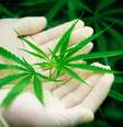 Entre os argumentos a favor, os ministros afirmaram que usar maconha é uma escolha pessoal e que é melhor lidar com isso por meio de campanhas informativas e serviços de saúde para os usuários.  Foto: freepik jcomp / Flipar
