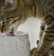 Para o gato beber mais água, é preciso seguir algumas dicas  Foto: Shutterstock / Alto Astral