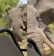 Elefante mata turista de 80 anos, fere cinco e destrói jipe em safari na África  Foto: Reprodução/Redes Sociais