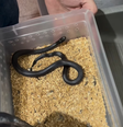 47 serpentes foram apreendidas e encaminhadas a um Centro de Reabilitação para animais silvestres  Foto: Reprodução/Instagram/@nucleodafloresta