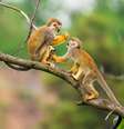 Macacos brincando em galhos de árvores  Foto: iStock