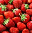 Morangos são frutas valiosas no Japão  Foto: MarcoFood/iStock