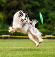Alguns cães se destacam por sua energia e necessidade incessante de atividades  Foto: Ksenia Raykova | Shutterstock / Portal EdiCase