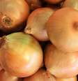 Conheça os diferentes tipos de cebola  Foto: Shutterstock / Alto Astral