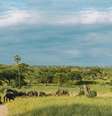 O passeio de balão pelo Serengeti custa US$ 599 por pessoa  Foto: Tanzania Wild Life/Pexels / Viagem e Turismo
