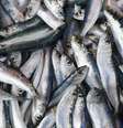 Sardinhas frescas  Foto: travenian/iStock