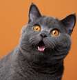 Saiba se seu animalzinho vê espíritos  Foto: Shutterstock / João Bidu